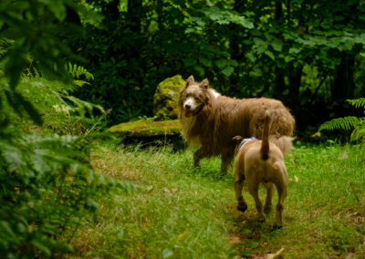 dogs in finlaystone