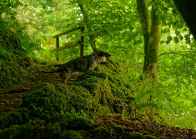 hidden finlaystone trail