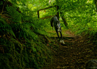 whippet running