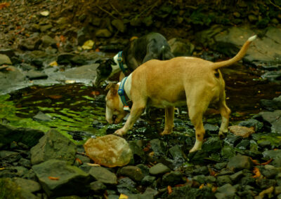 dog drinking from stream