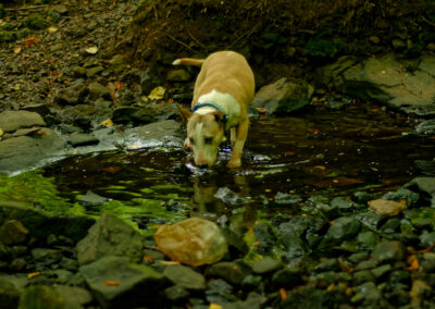 old dog in a dried out stream