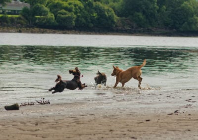 three dogs chasing a ball into the river