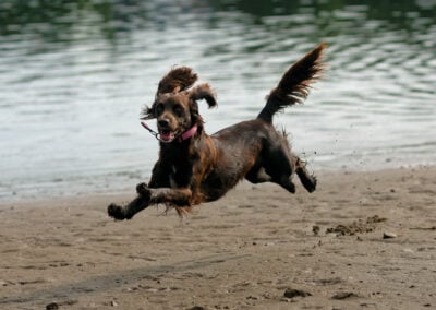 jumping cocker spaniel