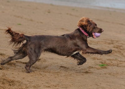 side on view of running cocker spaniel