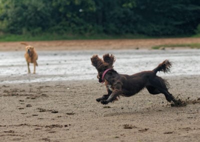 two dogs on a beach