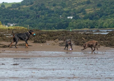 three dogs on the beach in erskine