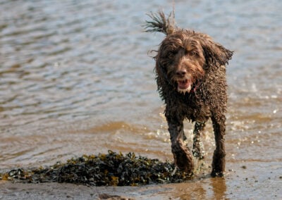11 year old cockapoo