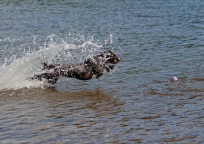 cockapoo leaping into a river for a ball