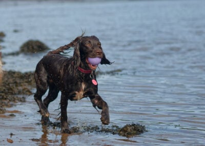 brown working cocker spaniel with ball