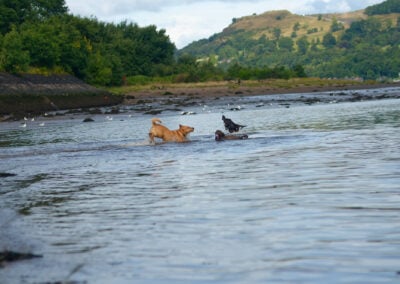 three dogs chase a ball into a river