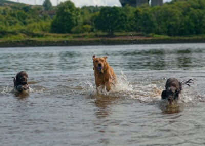 three dogs coming out of a river