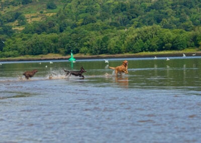three dogs running in a river