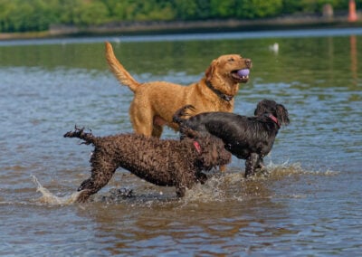 three dogs in a river