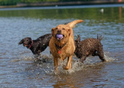 a red fox labrador returning with a ball