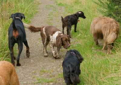 dogs walking on a footpath