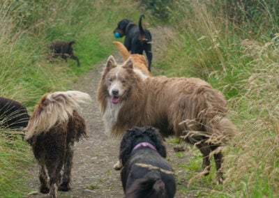 dogs walking on a narrow footpath