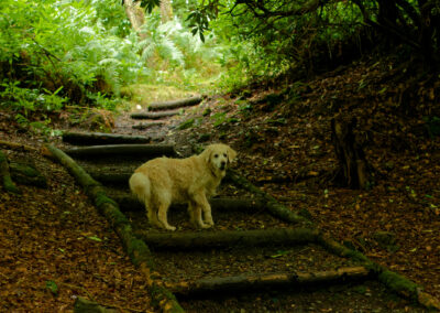 Golden retriever climbing a log stairway in a wood