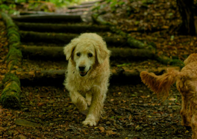 Old golden retriever in woodlands