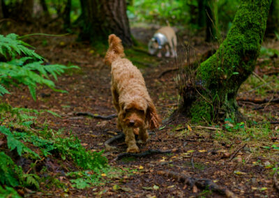 apricot cockapoo walking a woodland trail