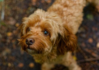 up close of a apricot cockapoo