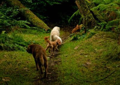 dogs walking a narrow woodland trail