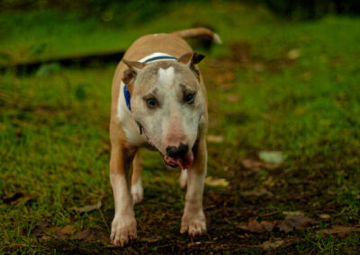 an old miniature english bull terrier walking in a woodland