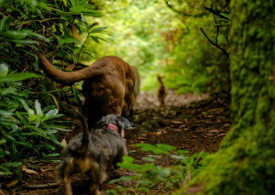 woodland tunnel