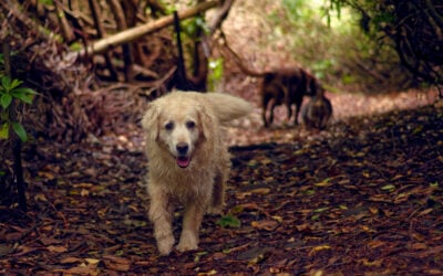 old golden retriever on a dark woodland trail