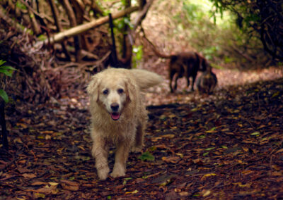 old golden retriever on a dark woodland trail