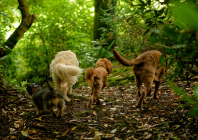 four dogs in a wood