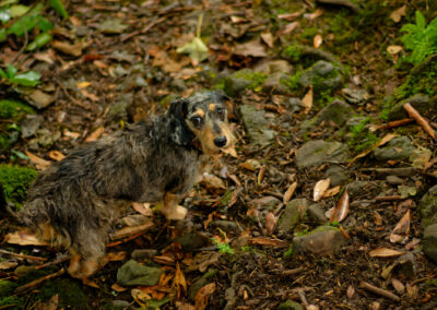 small dachshund in a woodland