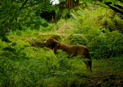chocolate Labrador in thick woodland bush