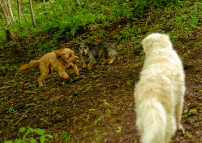 small dogs playing