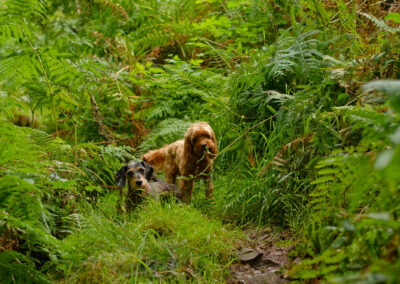 small does in thick woodland bush