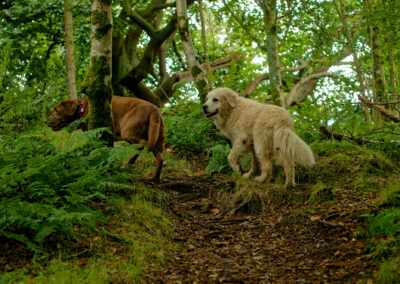 chocolate labrador and golden retriever in a woodland