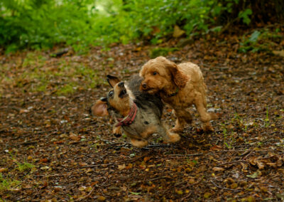 small dogs having a blast