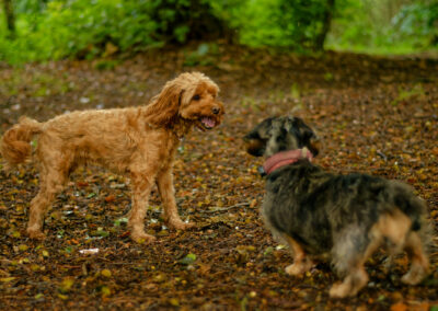 small cockapoo playing with a dachshund