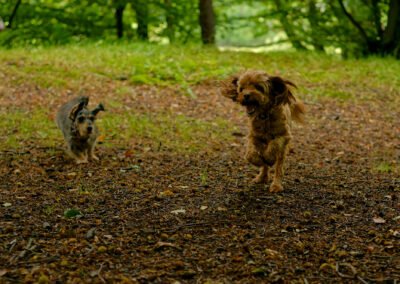 small dogs running in a shady wood