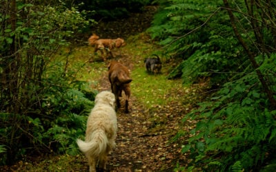 dogs walking in a single file on a country trail