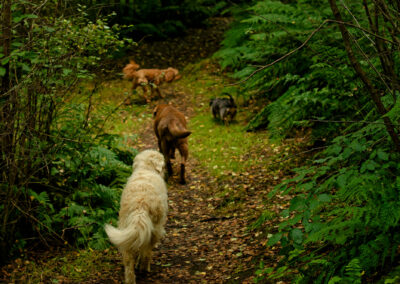 dogs walking in a single file on a country trail