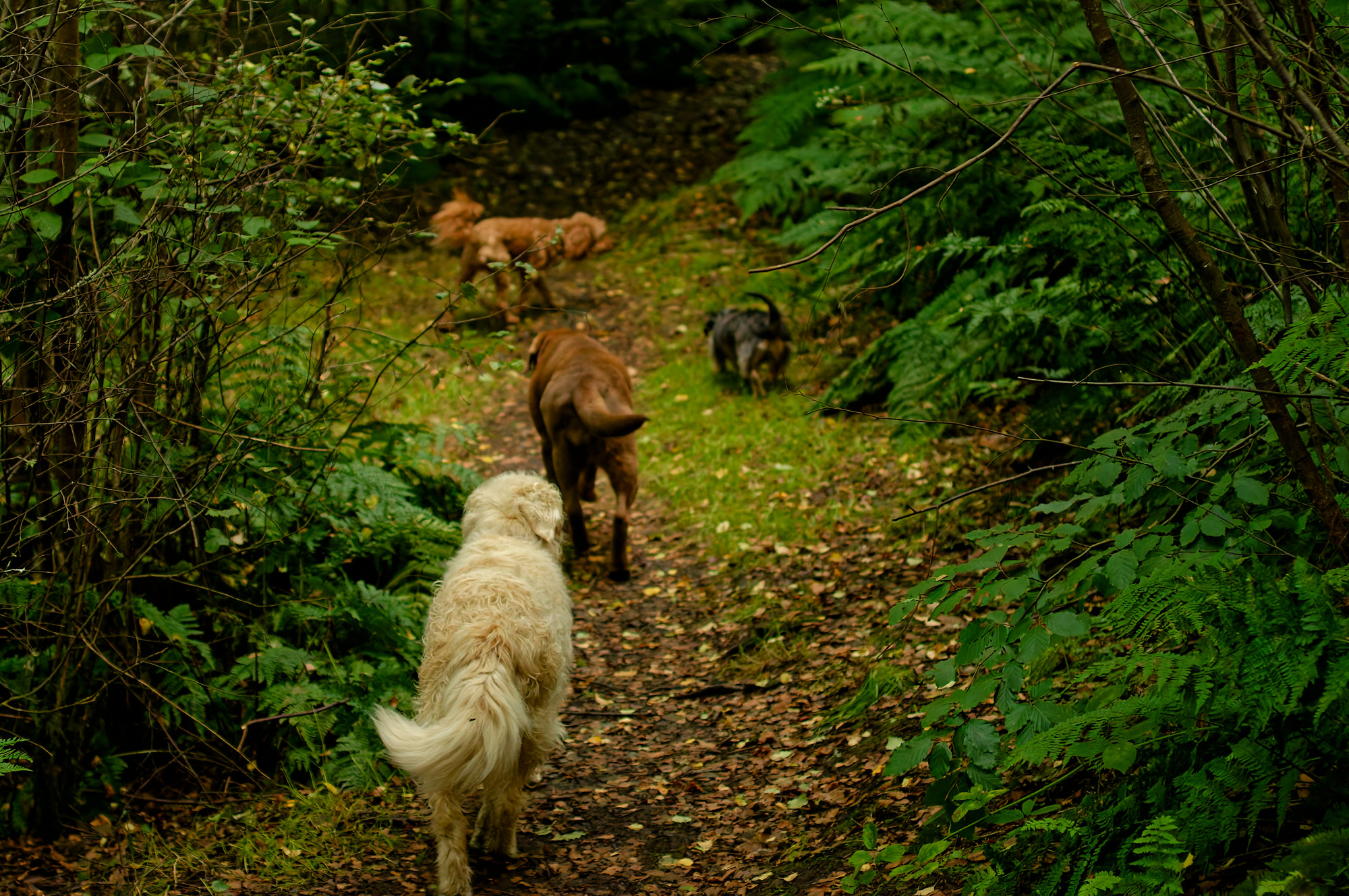 The gang dogs walking in a single file on a country trail