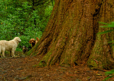 Finlaystone Giant Redwood