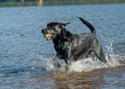 black labrador running out of the river clyde