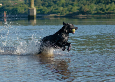 Black Labrador with ball in mouth