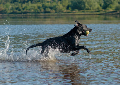 Black Labrador running along a river