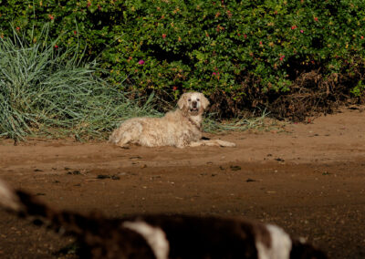 Golden Retriever covered in sand