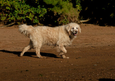 old golden retriever covered in sand