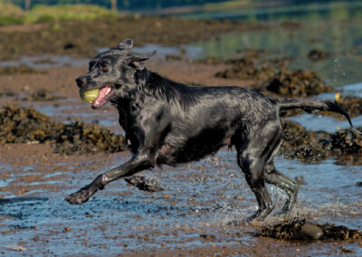 black labrador running on the beach of Boden Boo