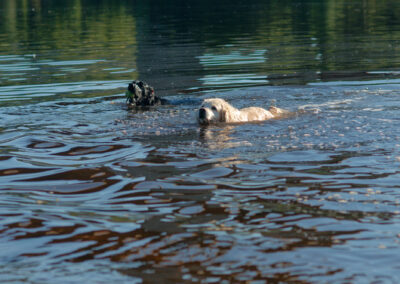 Black Labrador and golden Retriever swimming in the river