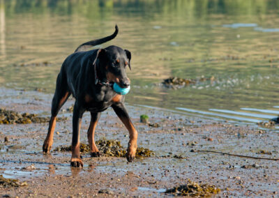 Doberman carrying a ball on the beach